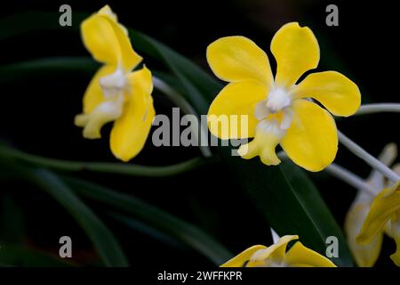 Nahaufnahme der gelben und weißen Orchideen Stockfoto