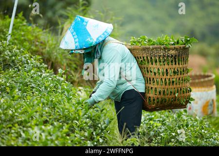 Eine Farmerin in in blauem Hemd mit konischem Hut auf dem Kopf und einem großen Bambuskorb auf dem Rücken erntet grüne Teeblätter auf einer Teeplantage Stockfoto