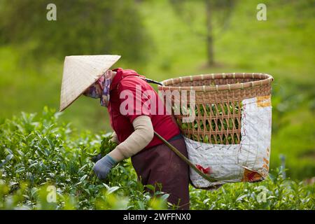 Eine Farmerin trägt auf ihren Schultern einen Bambuskorb mit grünen Teeblättern und pflückt grüne Teeblätter auf einer Teeplantage. Grüner Teeblatt Stockfoto