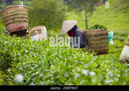 Vietnamesische Bauern ernten frische grüne Teeblätter auf der Teeplantage, jeder Landwirt hat einen großen Bambuskorb auf dem Rücken, um grünen Tee zu sammeln Stockfoto