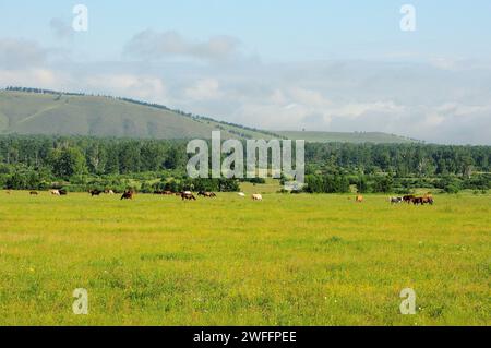 Eine kleine Herde von Kühen auf einer Lichtung am Rande eines dichten Waldstreifens mit Blick auf einen Bergrücken von hohen Hügeln an einem sonnigen Sommertag. Chakassia, Sibirien, Stockfoto