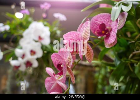 Schöne Phalaenopsis rosa lila weiße Orchideen mit schönen Blumen und grünen Blättern Stockfoto