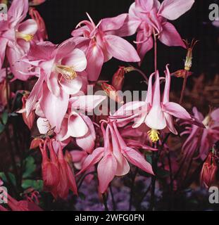 PINK COLUMBINE FLOWERS (AQUILEGIA), AUCH BEKANNT ALS GRANNYS BONNETS. Stockfoto