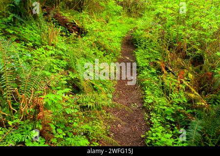 Harris Ranch Trail, Drift Creek Wilderness Siuslaw National Forest, Oregon Stockfoto