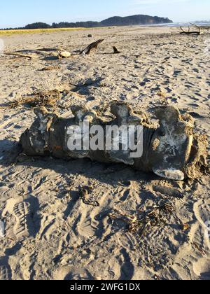 Ein großer Teil eines Grauwal-Rückenknochens ( Wirbeltiere ), der am Sandstrand in Long Beach Washington USA angespült wurde Stockfoto