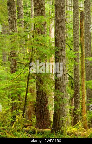 Urwald entlang Horse Creek Trail, Drift Creek Wilderness Siuslaw National Forest, Oregon Stockfoto