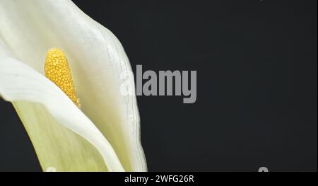 Einzelne weiße Calla-Lilienblüte in Nahaufnahme über schwarzem Hintergrund, Bild in Bannergröße mit freiem Kopierraum für Text Stockfoto