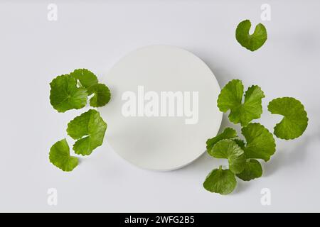 Ein weißes Podium in runder Form mit leerem Raum und mehreren Gotu-Kola-Blättern. Werbung für Schönheitsprodukte, extrahiert aus Gotu Kola (Cent Stockfoto