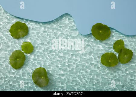 Acrylfolie mit mehreren Gotu-Kola-Blättern, die verziert sind. Leerfeld in der Mitte, um Ihr natürliches Produkt anzuzeigen, das aus Gotu kola (Centella Stockfoto