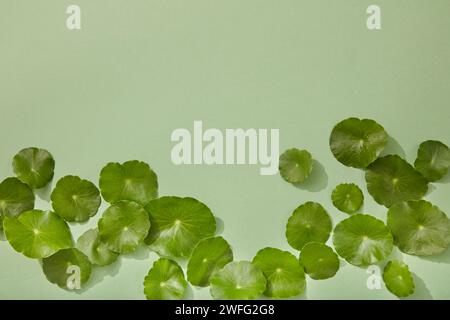Mehrere frische Gotu-Kola-Blätter (Centella asiatica) sind auf einem pastellgrünen Hintergrund mit leeren Flächen für Banner- oder Plakatgestaltung angeordnet. Mindestwerte Stockfoto