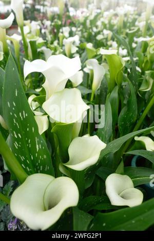 Calla Lily blüht Blumen für Natur Hintergrund. Stockfoto