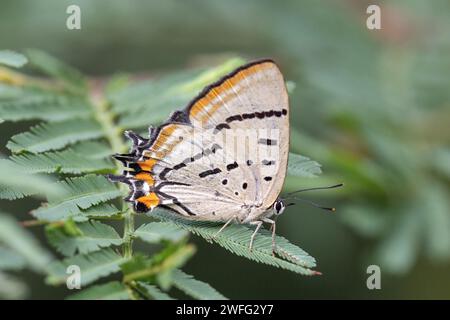 Australischer gemeiner Kaiserblauer Schmetterling, der auf einem Flechtbaumzweig ruht Stockfoto