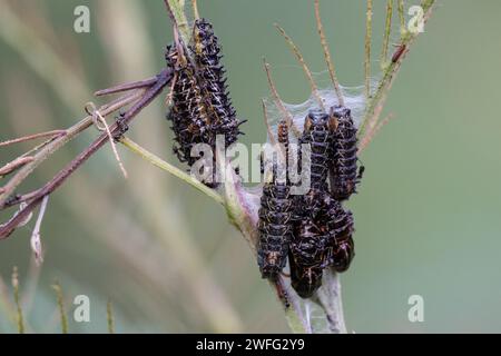 Australian Common Imperial Blue Butterfly Chrysalis werden von kleinen schwarzen Ameisen versorgt Stockfoto