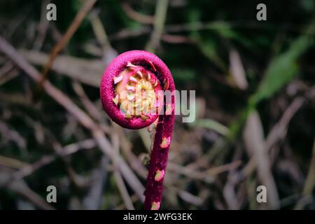 Wilder Farn im tropischen Wald Vietnams, Blechnum Occidentale Stockfoto