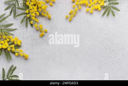 Mimosa Blumen auf grauem Betonhintergrund, Kopierraum, flache Lagen Stockfoto