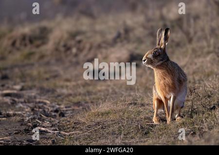 Brown Hare Lepus europaeus auf Wache und Alarmbereitschaft bei RSPB Frampton Marsh, Lincolnshire. Stockfoto