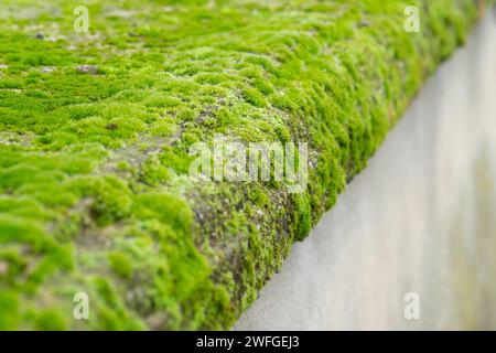 Grünes Moos an der Wand Stockfoto