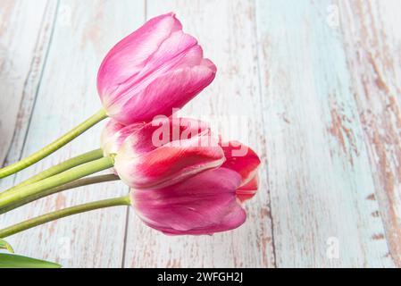 Grenze von hell rosa Tulpen Blumen auf Holz- Hintergrund. Selektiver Fokus, Platz für Text Stockfoto