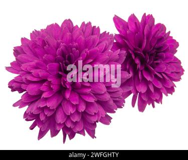 Wunderschöne blühende Chrysanthemen-Blume, isoliert auf Weiß Stockfoto