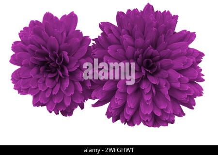 Wunderschöne blühende Chrysanthemen-Blume, isoliert auf Weiß Stockfoto