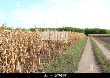 Landstraße in der Nähe eines trockenen Maisfeldes und Telekommunikationstürme im Hintergrund Stockfoto