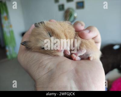 Entzückender Hamster, der in der Hand schläft Stockfoto