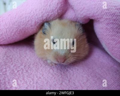 Syrischer Hamster, der unter einer Decke herausguckt Stockfoto