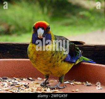 Farbenfrohe grüne rosella thront auf einem Vogelfutterhäuschen in der Nähe von Port arthur, tasmanien, australien Stockfoto