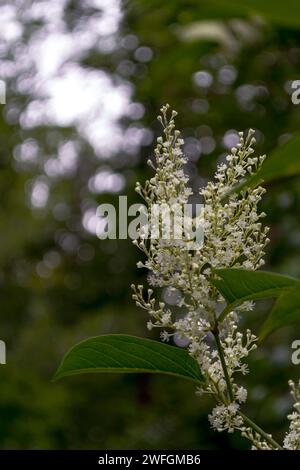 Blühende Zweige von Reynoutria sachalinensis auf natürlichem Hintergrund mit Bokeh Stockfoto