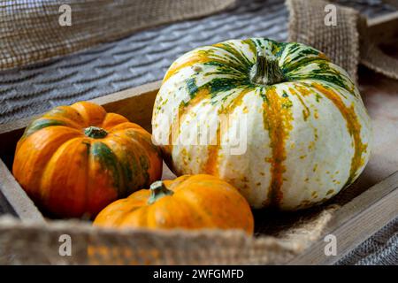 Drei bunte dekorative Kürbisse in einer Holzkiste Stockfoto