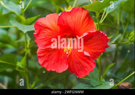 Rote Hibiskusblüte. Blühende Pflanze in Nahaufnahme. Stockfoto