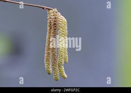 Corylus avellana L. männliche Blütenstände einer Haselnuss bereits Ende januar 2024 in einem kölner Park Stockfoto