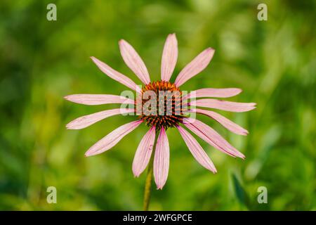 Rosafarbene Blume des Coneflower. Blühende Pflanze in Nahaufnahme. Echinacea. Stockfoto