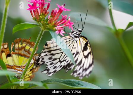 Grosse Baumnymphe. Schmetterling im natürlichen Lebensraum. Nahaufnahme von Insekten. IDEA Leuconoe. Papierdrachen Schmetterling, Reispapier Schmetterling. Stockfoto