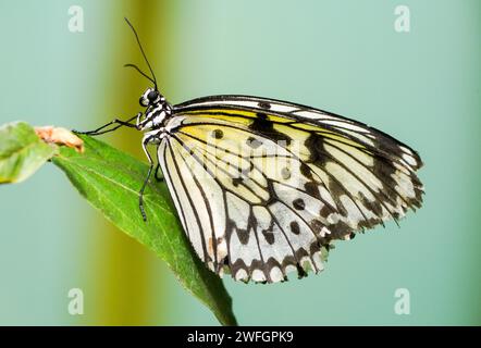 Grosse Baumnymphe. Schmetterling im natürlichen Lebensraum. Nahaufnahme von Insekten. IDEA Leuconoe. Papierdrachen Schmetterling, Reispapier Schmetterling. Stockfoto