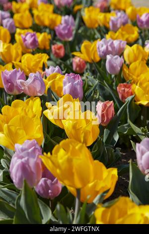 Tulpenblüten in gelben und lila Farben im Frühlingssonnenlicht Stockfoto