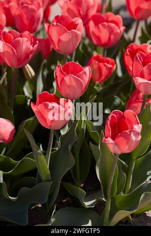 Tulip Van Eijk blüht im Frühlingssonnenlicht Stockfoto