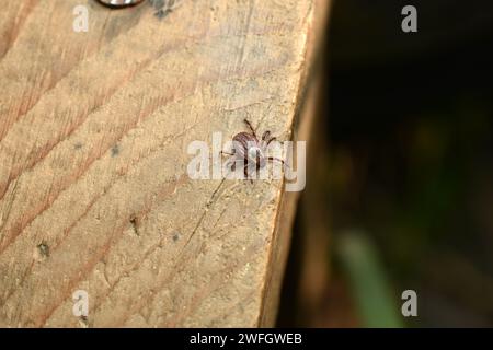 Ein blutsaugender Wiesenkäfer kriecht an einem Brett entlang. Stockfoto