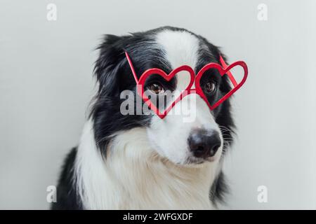 Konzept zum Valentinstag. Lustige Welpen Hund Grenze Collie in roten herzförmigen Gläser isoliert auf weißem Hintergrund. Schöner Hund in der Liebe feiert va Stockfoto