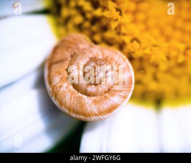 Logarithmische Spirale eines Schneckenpirns auf einem Gänseblümchen Stockfoto