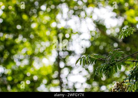 Waldszene. Nicht sofort nach Sommerregen. Die Sonne brach durch die Wolken. Tropfen fließen von Vogelbäumen und strahlen in Strahlen (Flecken reflektiertes Licht, Stockfoto