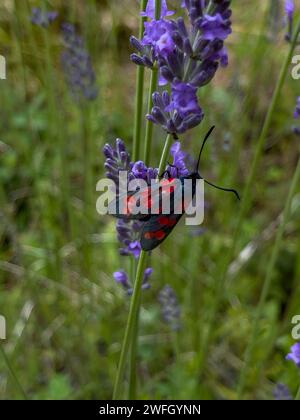 Ein Sechsfleckiger Burnet (Zygene filipendulae) auf einer Lavendelpflanze Stockfoto