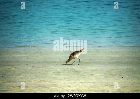 An der Küste des Persischen Golfs speist sich ein überwinterender europäischer Brach (Numenius arquata), der seinen langen geschwungenen Schnabel tief in den Sand steckt Stockfoto