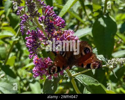 Ein Pfauenfalter (Aglais io) auf einer Buddleia Stockfoto
