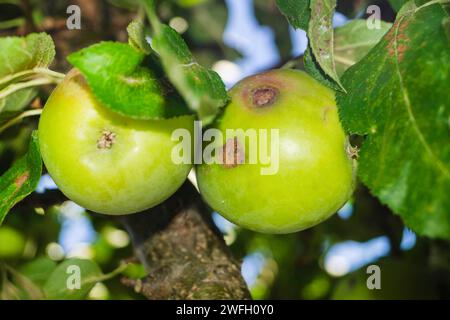 Apfelschorf (Venturia inaequalis), Apfel mit Apfelschaber auf einem Baum, Deutschland Stockfoto