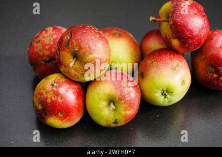 Apfelschorf (Venturia inaequalis), gesammelte Äpfel mit Apfelschaber, Deutschland Stockfoto