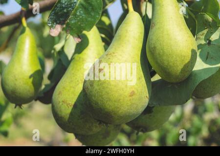 Gewöhnliche Birne (Pyrus communis), grüne Birnen auf dem Baum Stockfoto