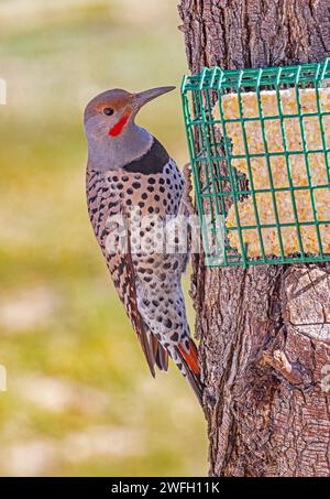 Ein Northern Flicker (Colaptes auratus) pinkelt auf einen Suet Cake in einem Hinterhof-Zubringer in Farmington, Davis County, Utah, USA Stockfoto