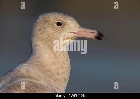 Glaukmöwe (Larus hyperboreus), unreifer Vogel, Porträt, Azoren, Terceira, Hafen Cabo da Praia Stockfoto