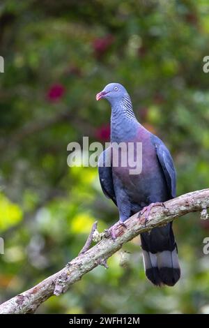 Trocaz-Taube, Madeira-Lorbeertaube, Langzehentaube (Columba trocaz), sitzt auf einem Zweig im Wald, Madeira Stockfoto